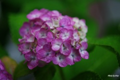 雨の日紫陽花（その３）