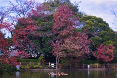 大池、秋に色づく