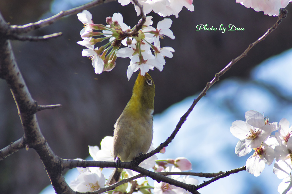 桜じろー Ⅱ