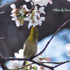 桜じろー Ⅱ
