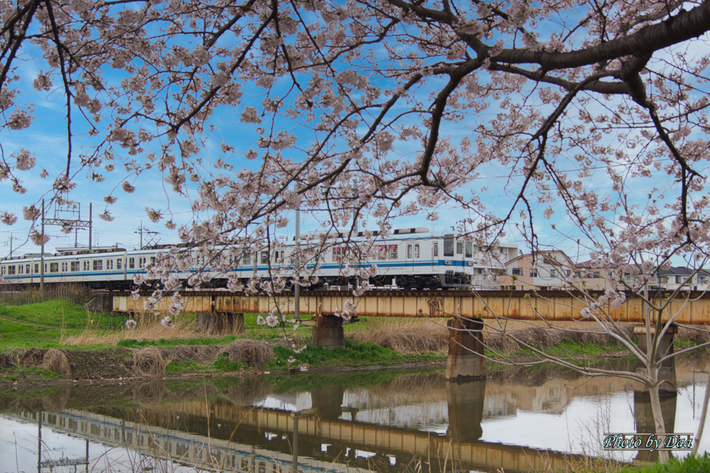桜と8000