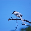 久しぶりの鳥撮り