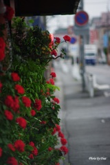 店先の花