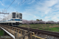 桜と8000