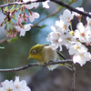 桜ジロー Ⅴ