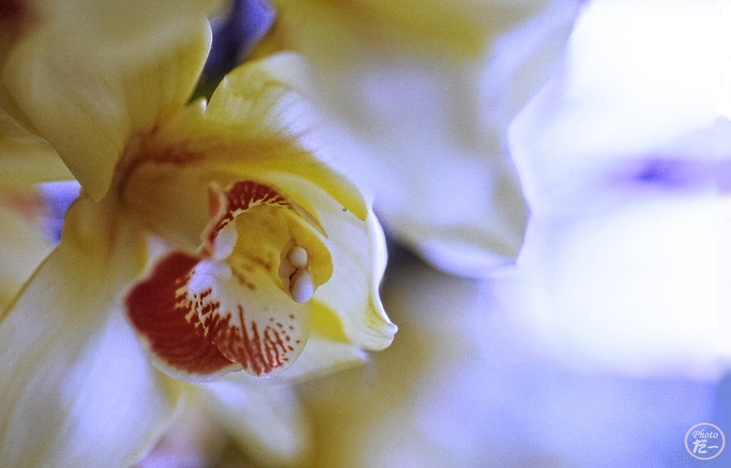 花弁