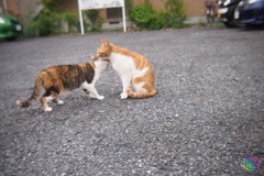 仲良し 仲良し