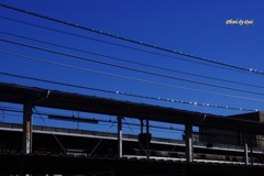 反射する電線
