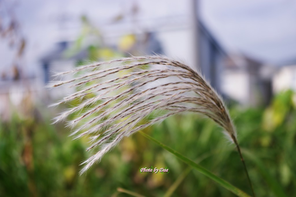 すすき（その１）