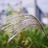 すすき（その１）
