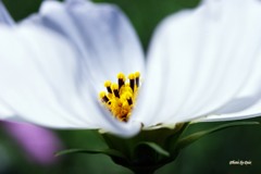 秋桜の蕊