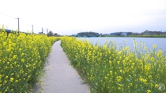 川辺の菜の花遊歩道