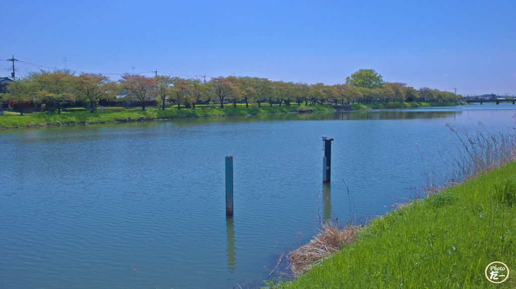 ソメイヨシノ終了