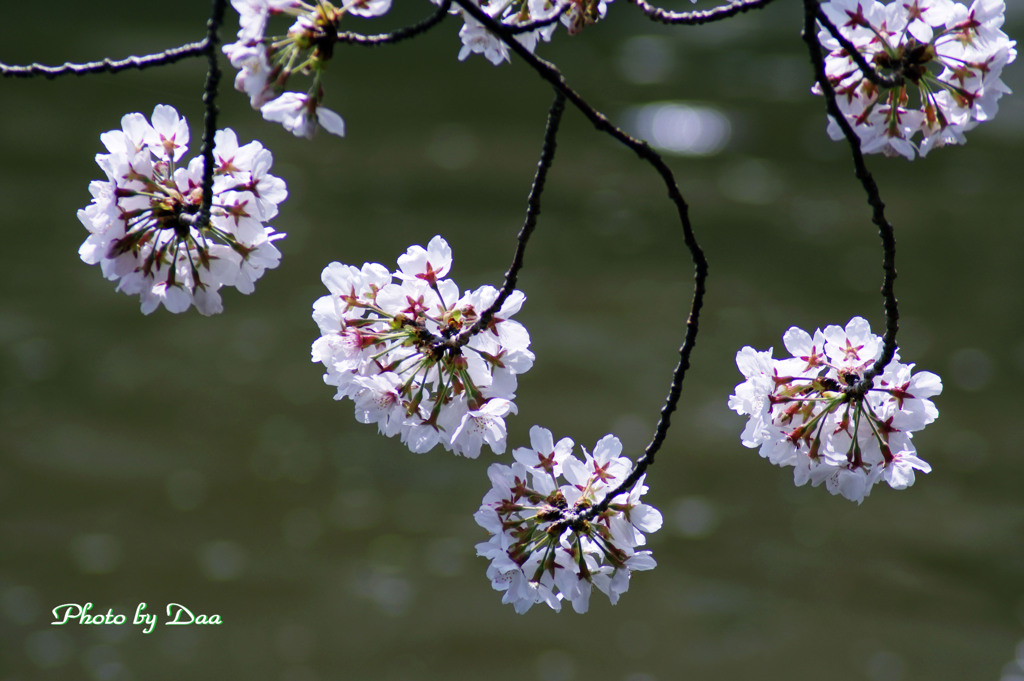桜手毬後ろ姿