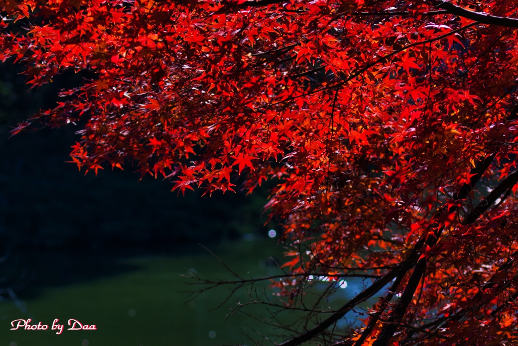 輝く紅たち