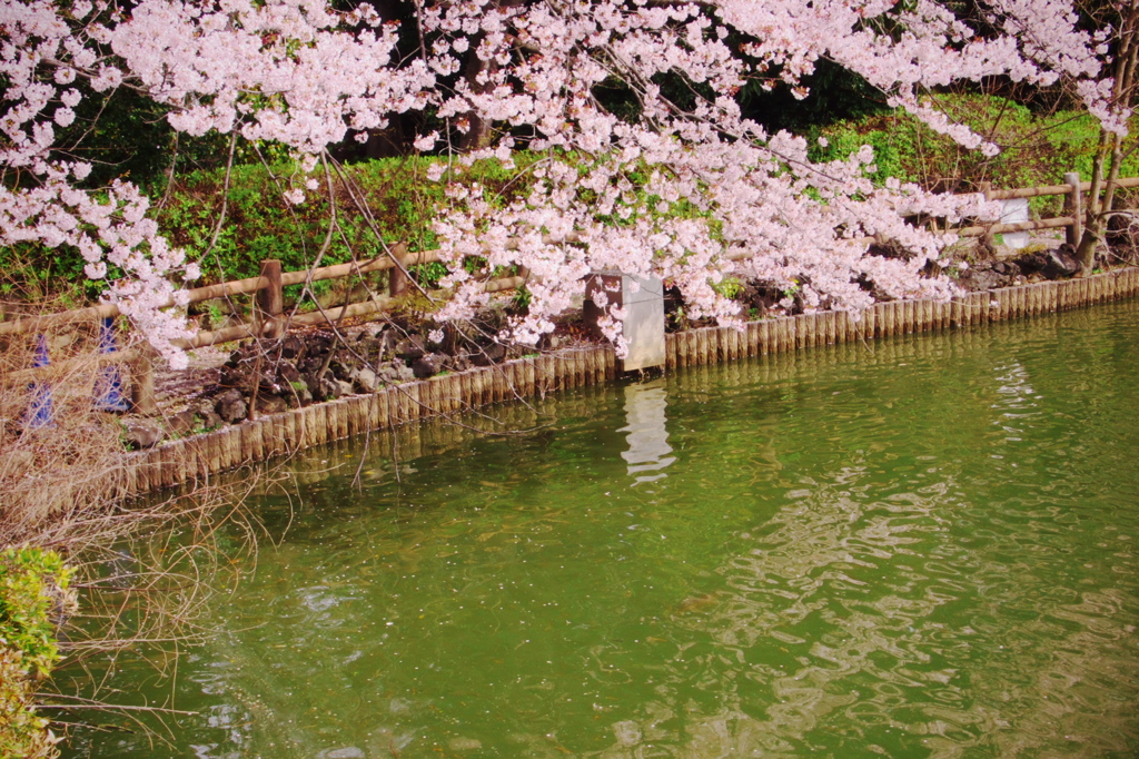 池と桜