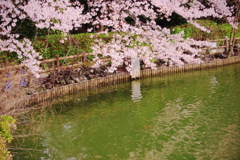 池と桜