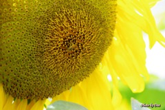 向日葵の中で