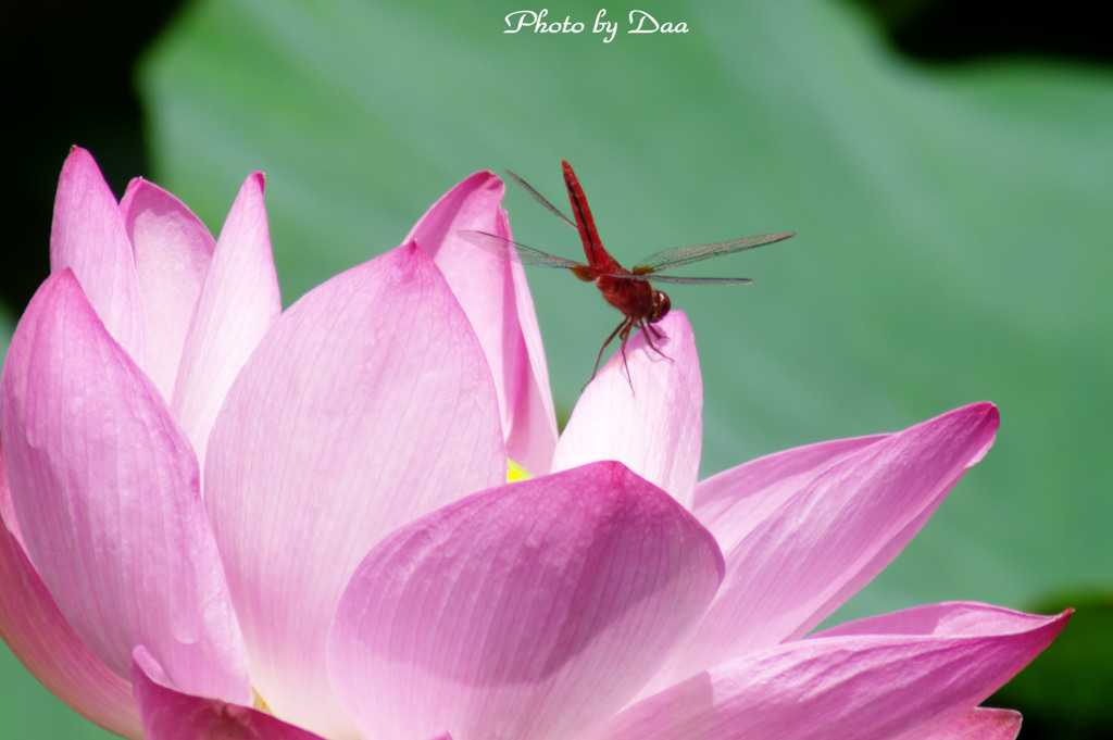 Pink on Red　Ⅲ