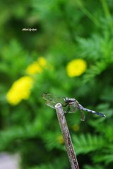 夏の花とシオカラトンボ（その２）
