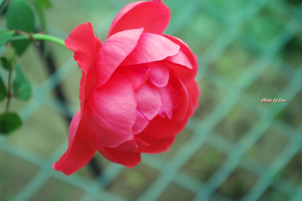 秋の薔薇１