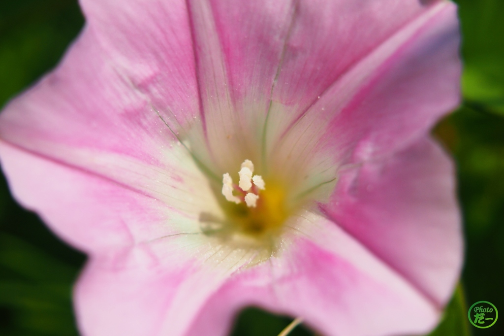 コヒルガオ正面