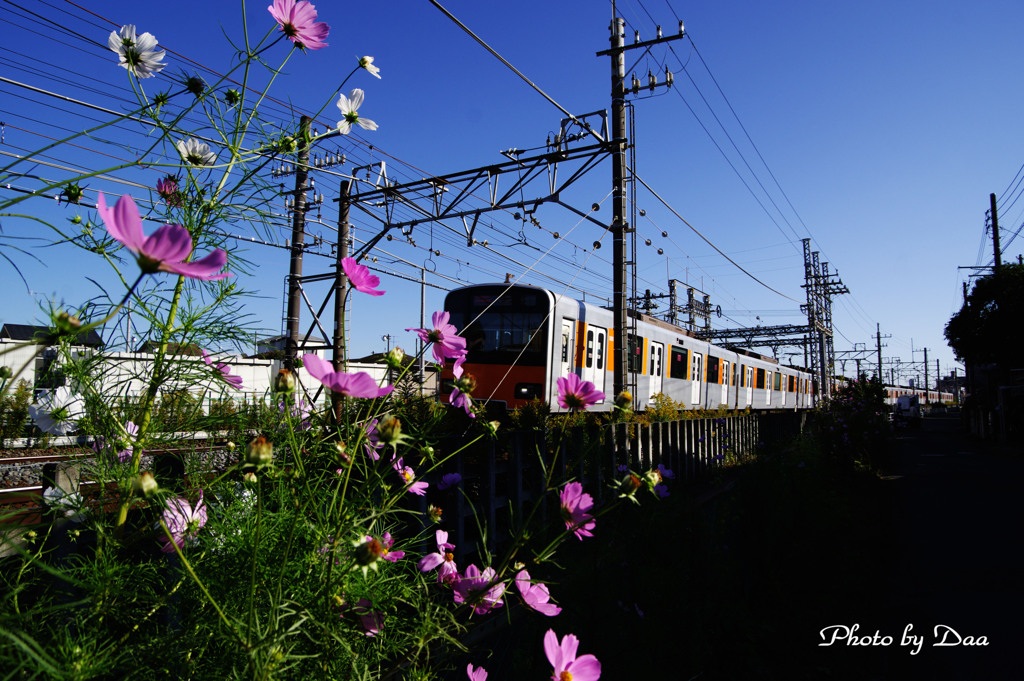 秋桜と東武５００００系