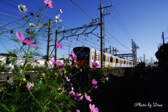 秋桜と東武５００００系