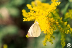 モンシロチョウ