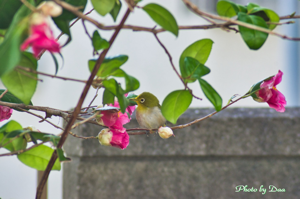 めじろと花