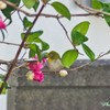 めじろと花