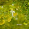 ご神木の葉の一枚