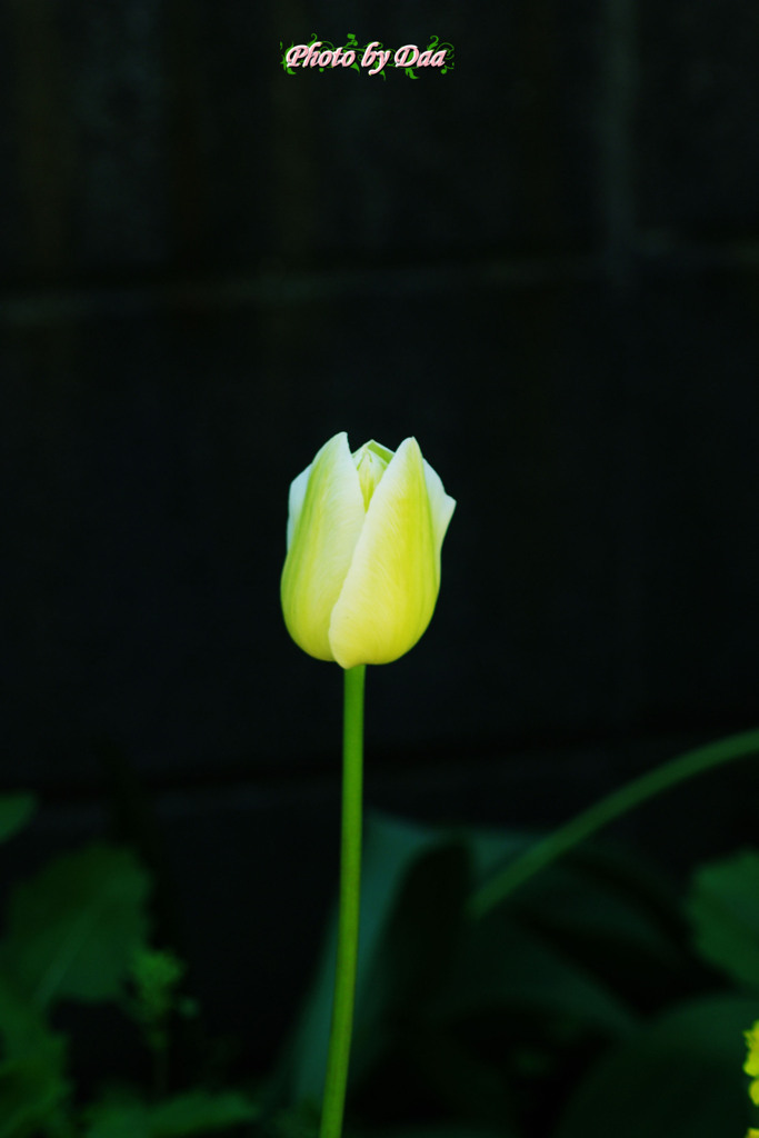 孤高