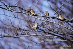 桜の枝に止まる雀