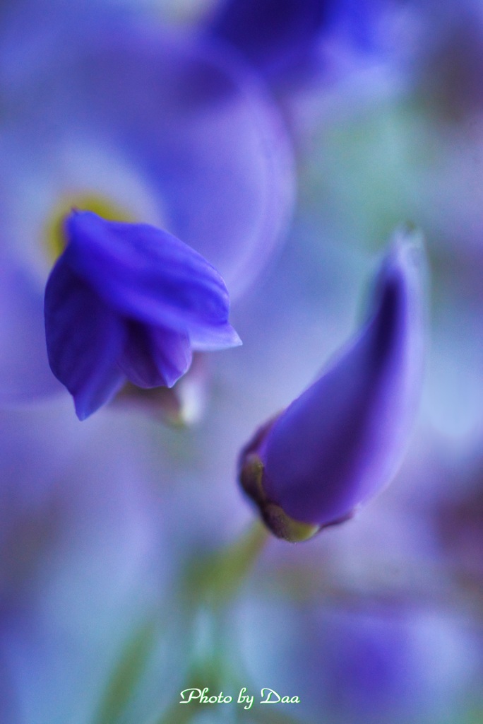 藤の蕾