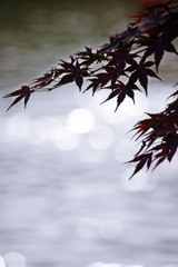 水の上の椛