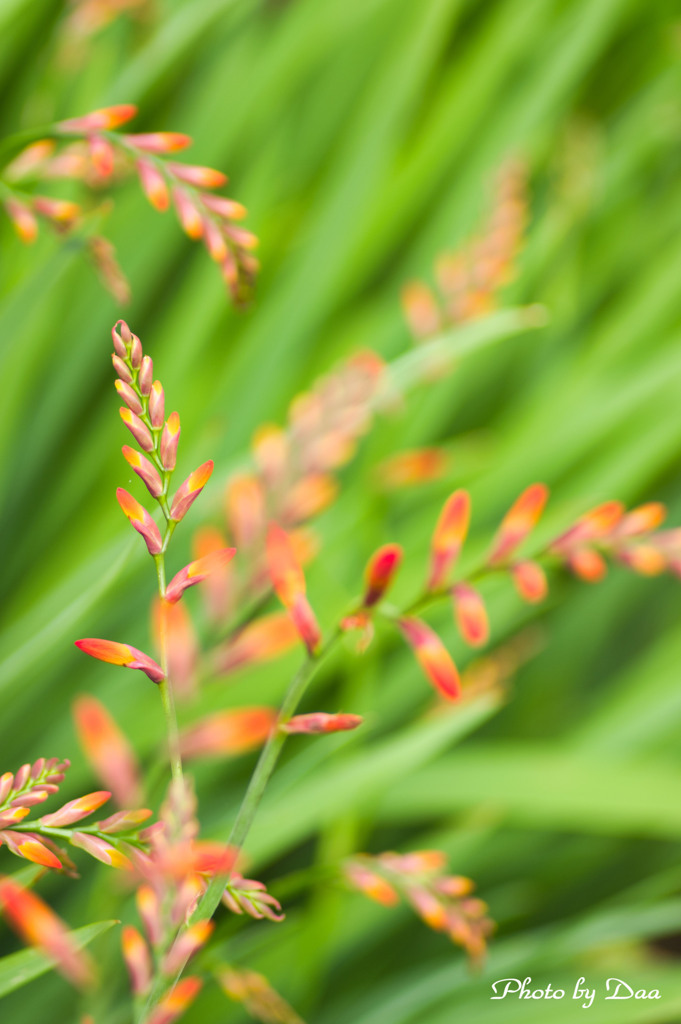 クロコスミアの蕾たち