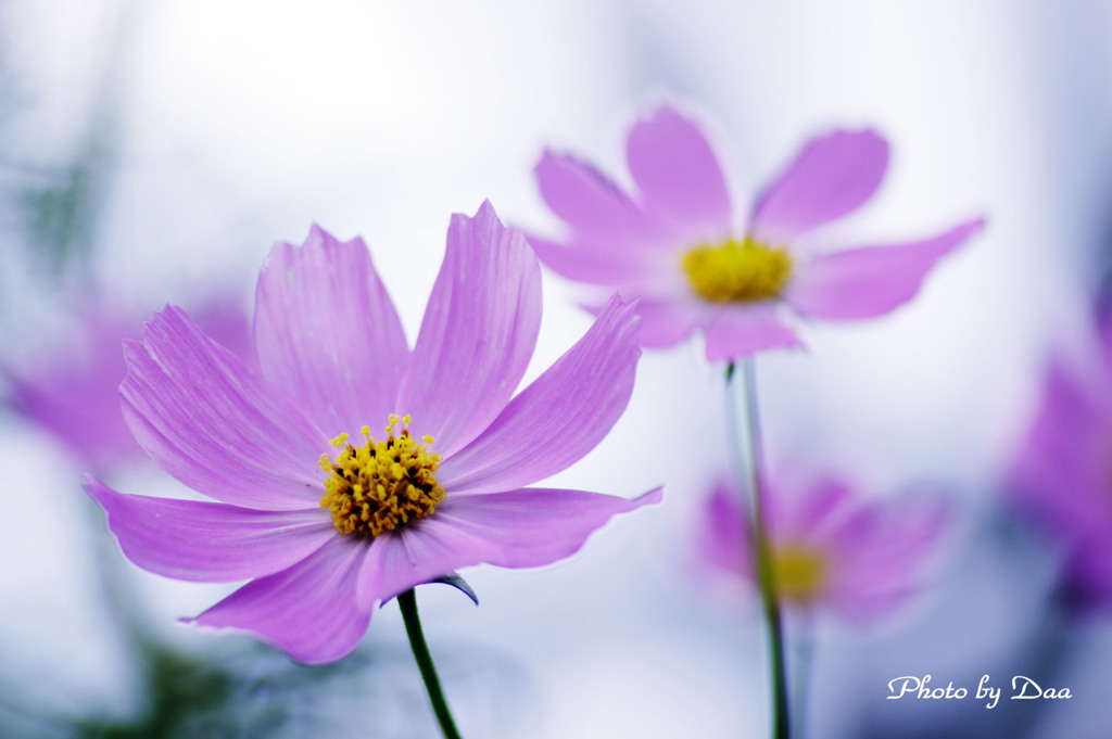 パステルピンク