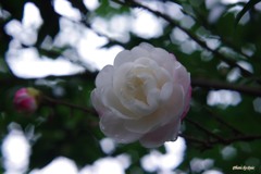 山茶花