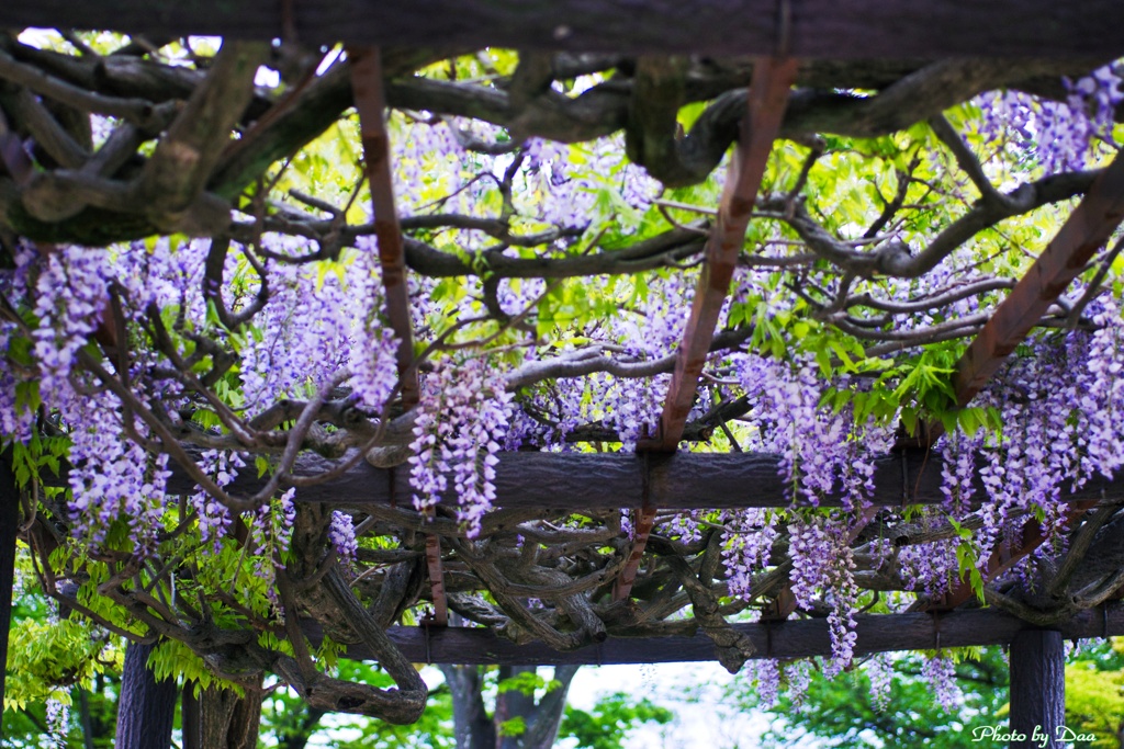 藤の花の季節