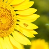 Yellow on Yellow