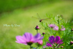 花と蜻蛉