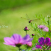 花と蜻蛉