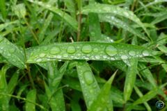 雨上がり（その８）