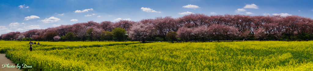 桜堤のパノラマ