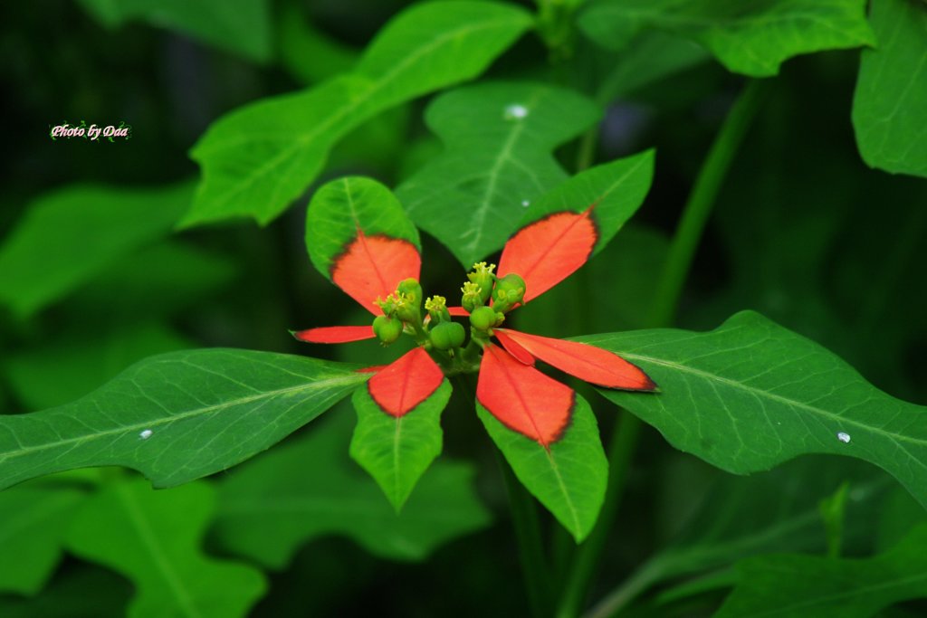 サマーポインセチア