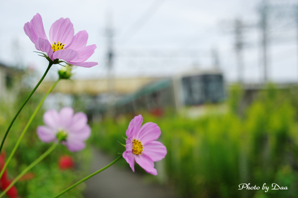 コスモスと東急車輛