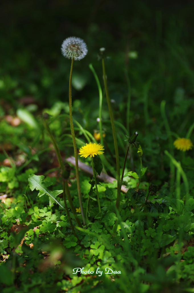 野に咲く花は