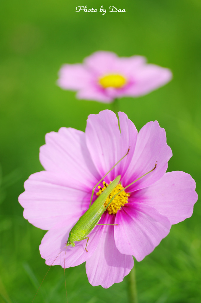 秋桜とツユムシ・・・