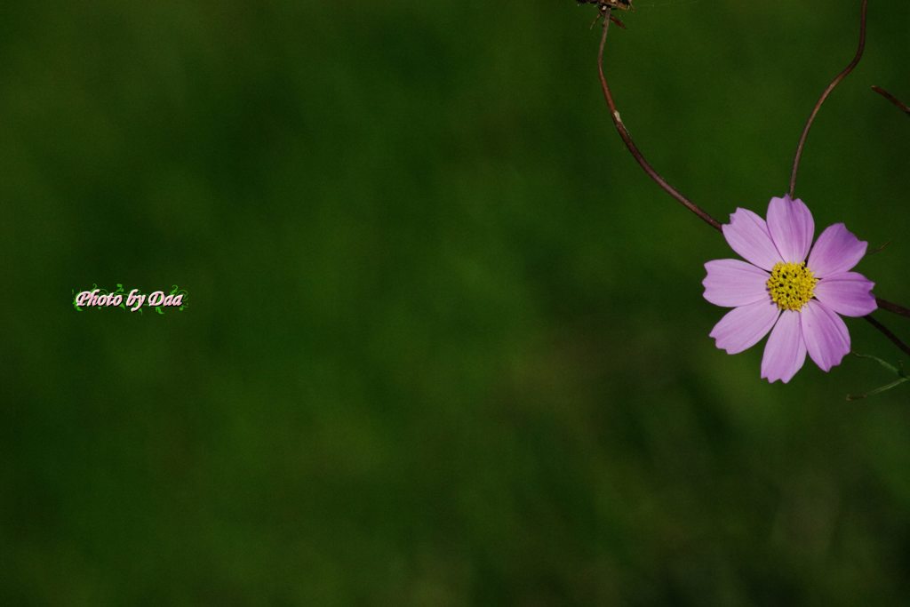 冬秋桜